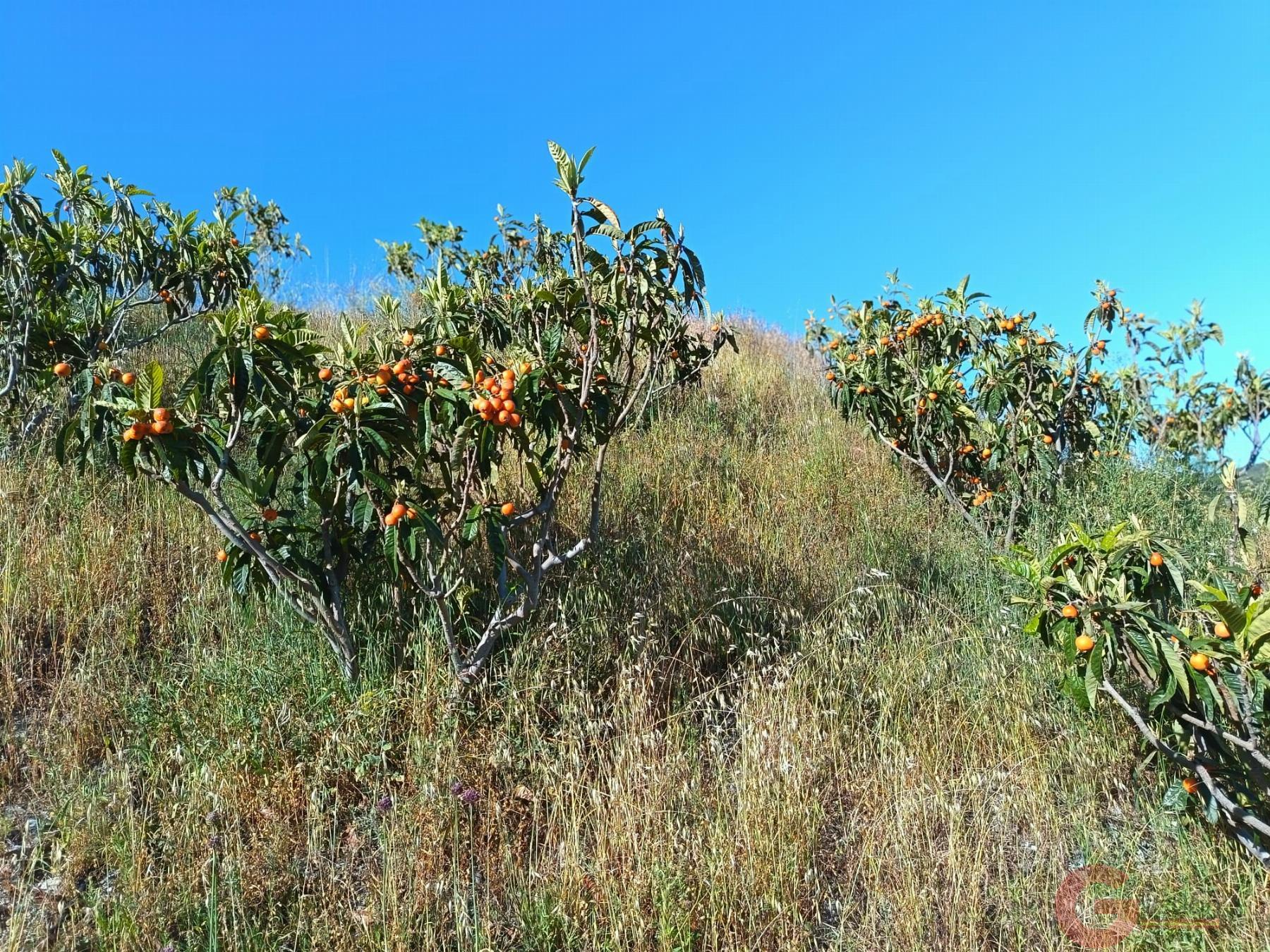 Venta de finca rústica en Itrabo
