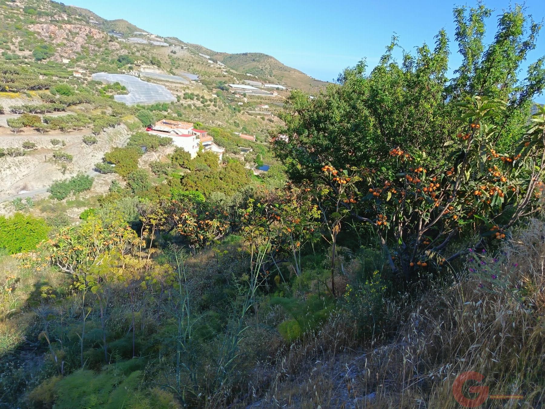 Venta de finca rústica en Itrabo