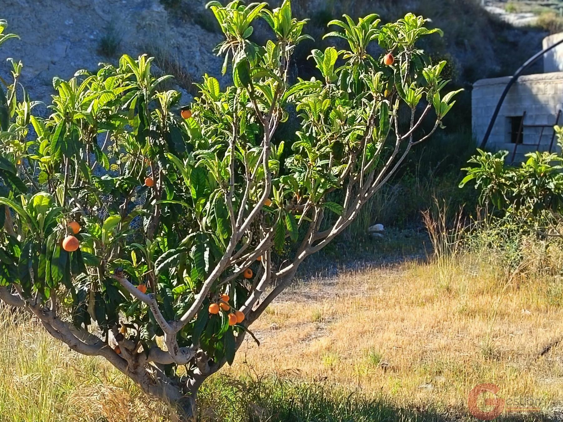 Venta de finca rústica en Itrabo