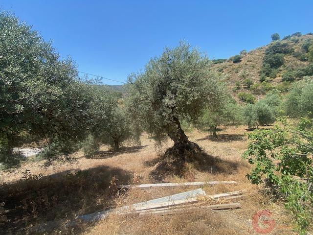 Venta de finca rústica en Comares