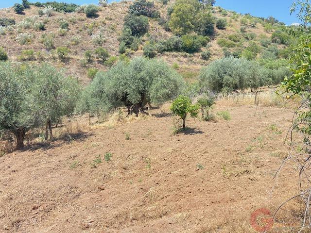 Venta de finca rústica en Comares