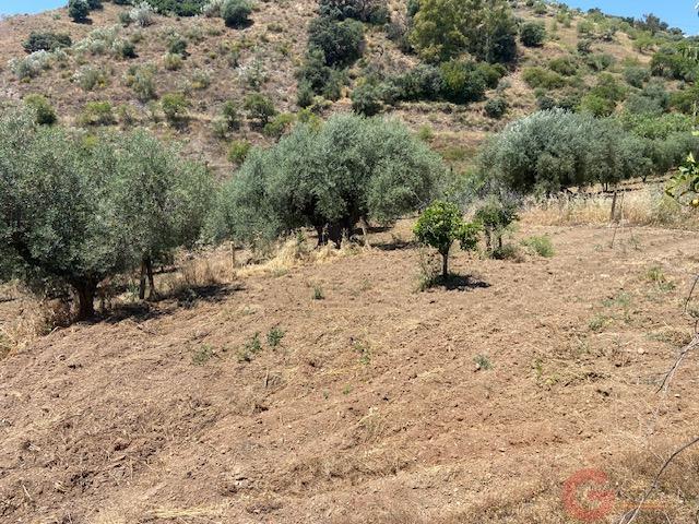 Venta de finca rústica en Comares