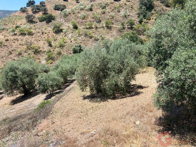 Venta de finca rústica en Comares