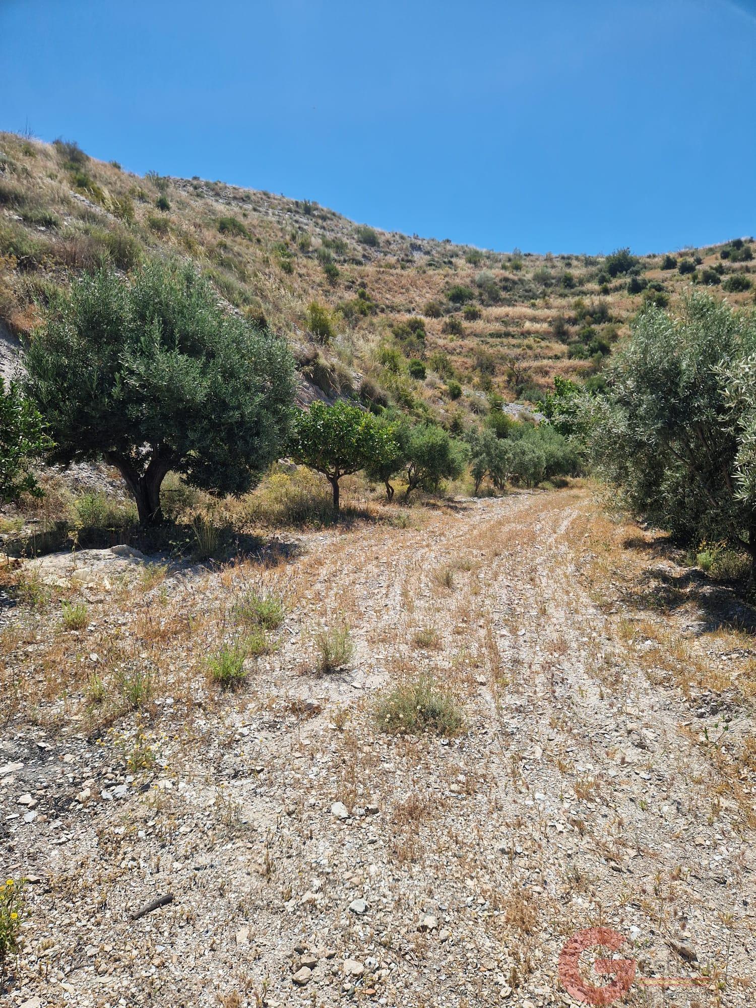 Venta de finca rústica en Motril