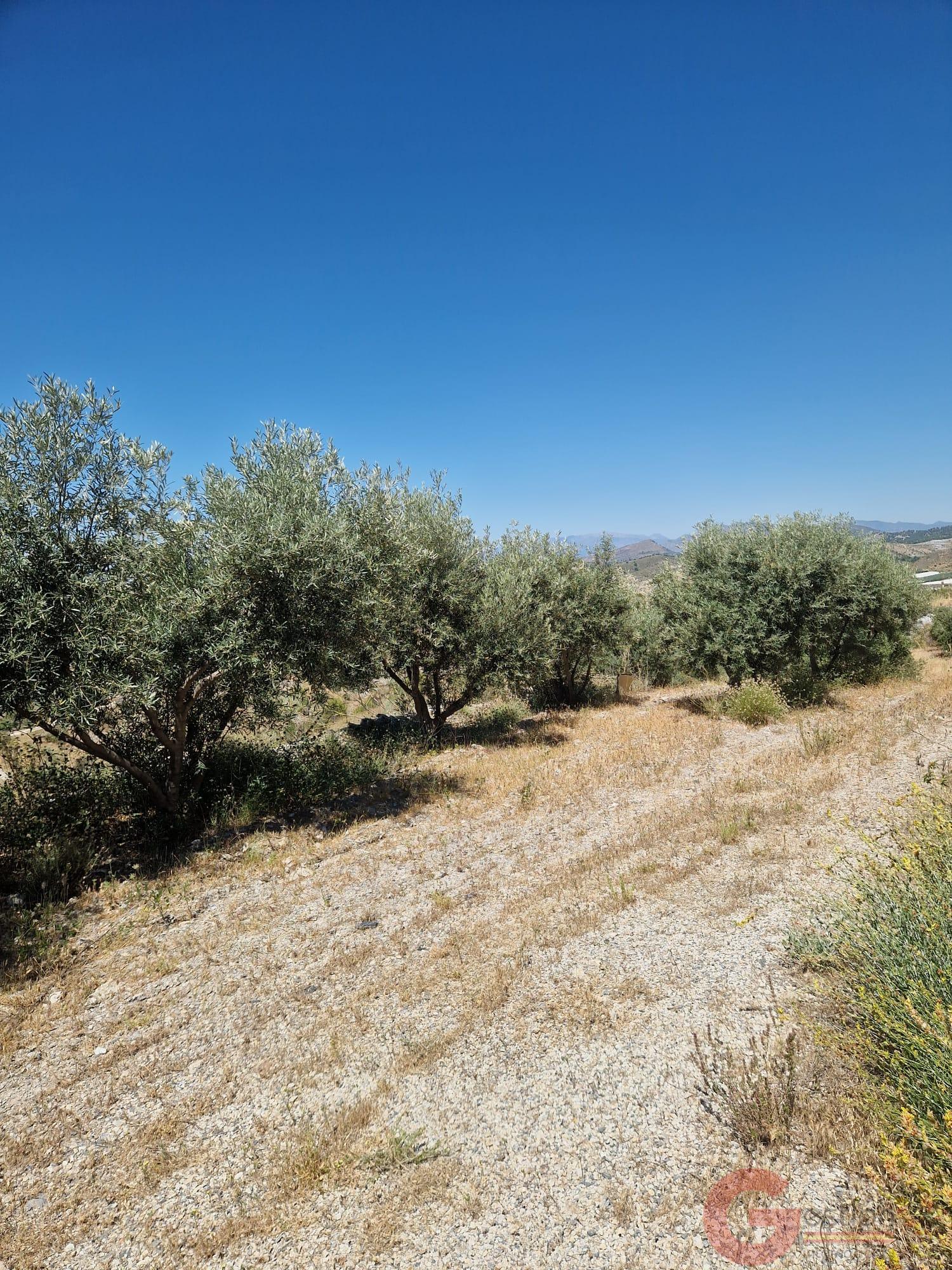 Venta de finca rústica en Motril