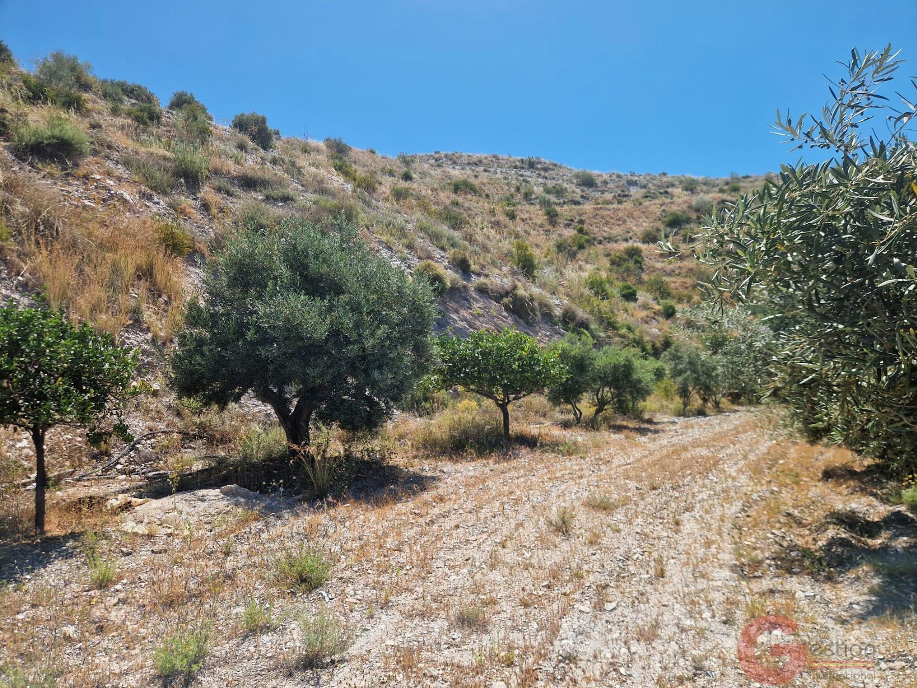 Venta de finca rústica en Motril