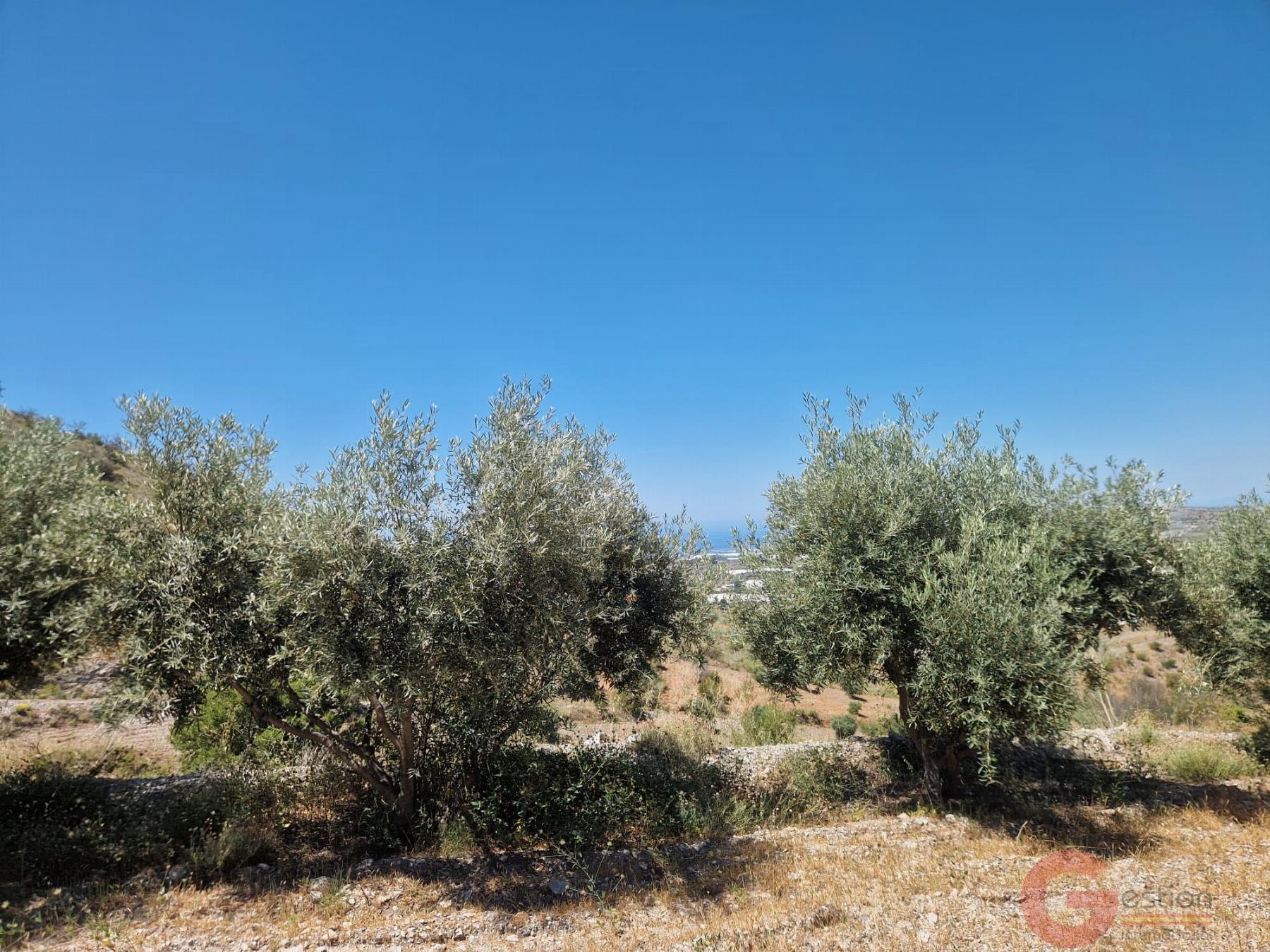 Venta de finca rústica en Motril