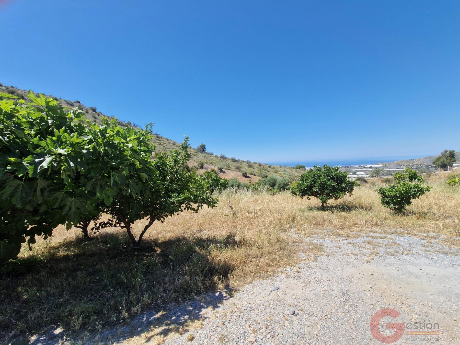Venta de finca rústica en Motril