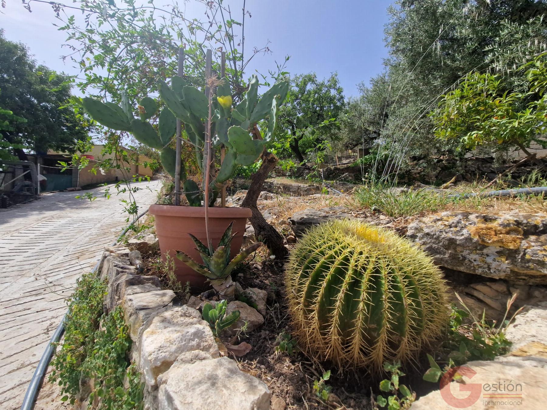 Venta de finca rústica en Vélez de Benaudalla