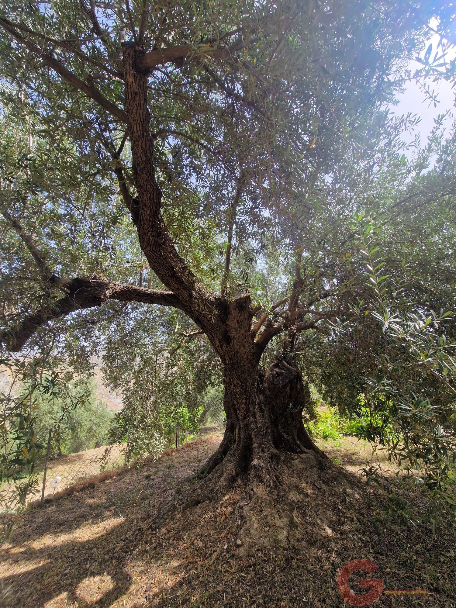 Venta de finca rústica en Vélez de Benaudalla
