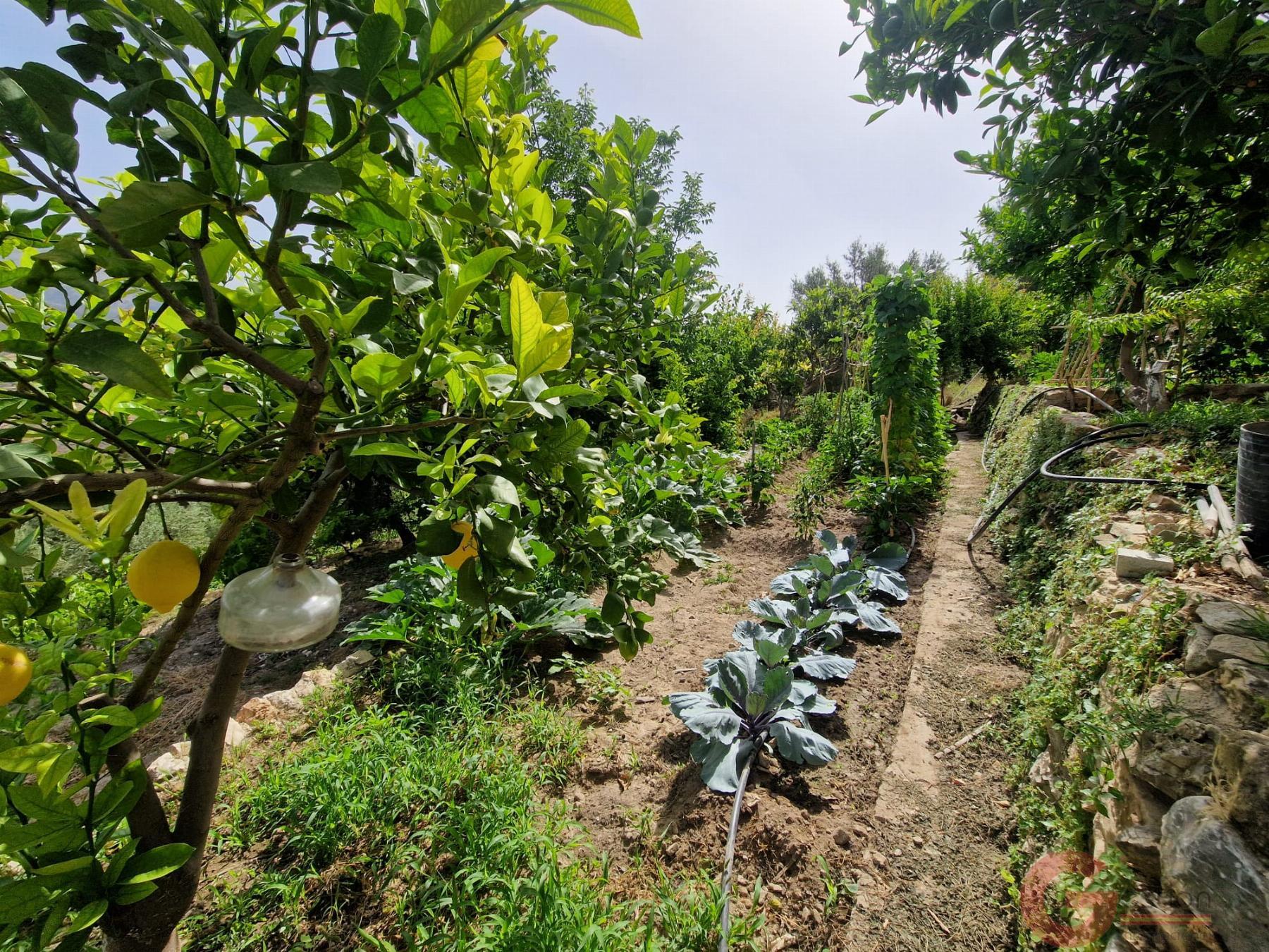 Venta de finca rústica en Vélez de Benaudalla