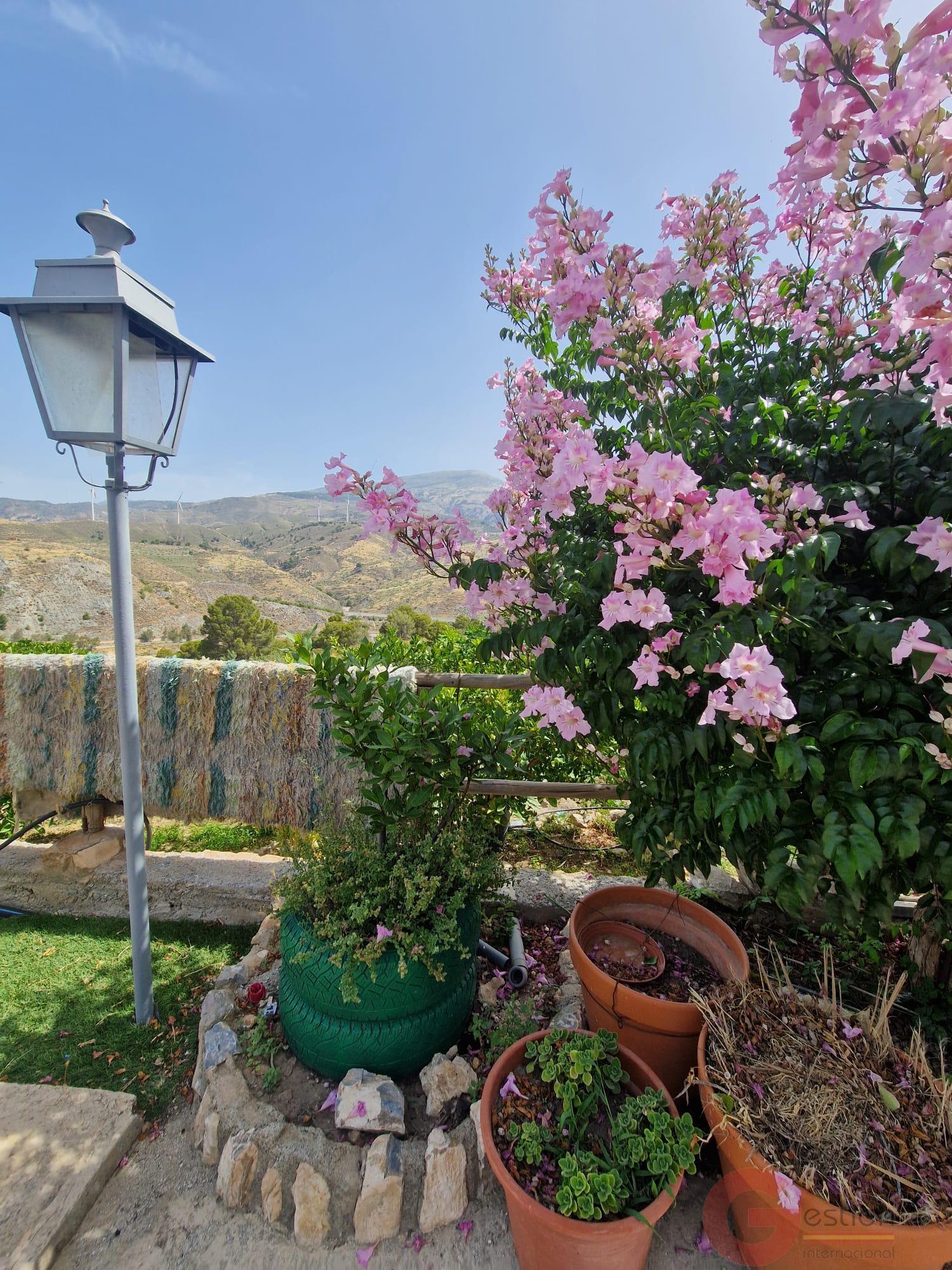 Venta de finca rústica en Vélez de Benaudalla