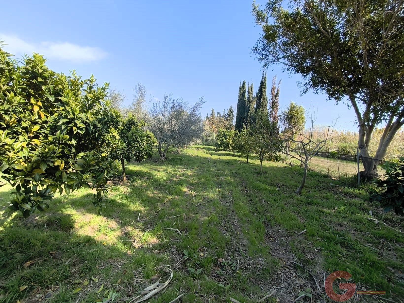Venta de finca rústica en Motril