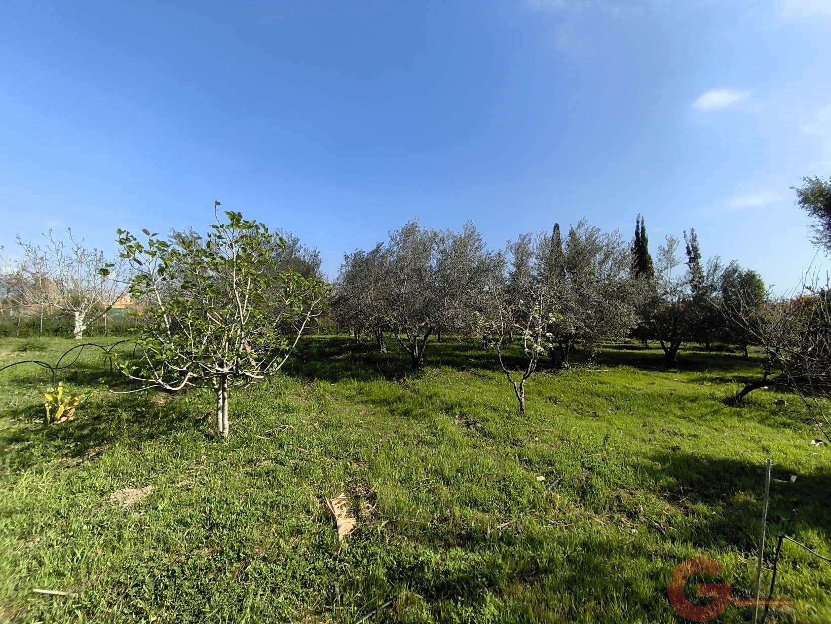 Venta de finca rústica en Motril