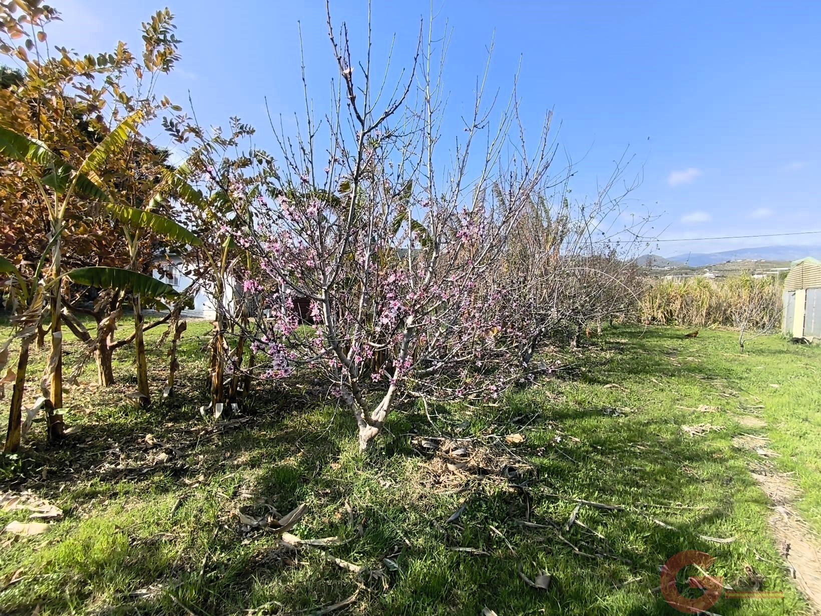 Venta de finca rústica en Motril