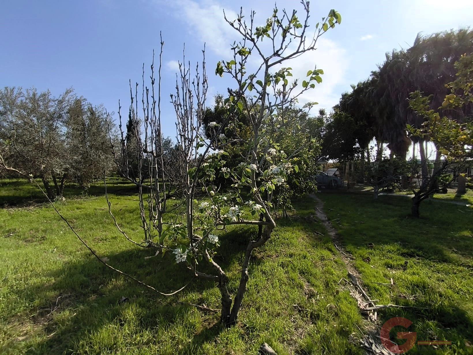 Venta de finca rústica en Motril