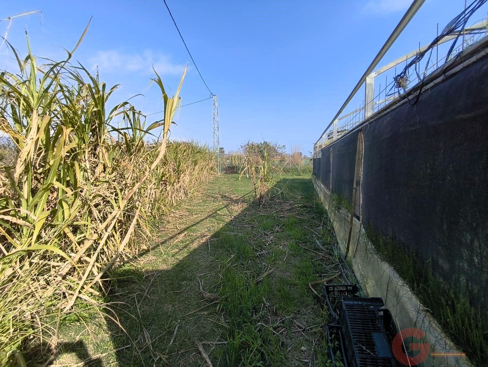 Venta de finca rústica en Motril