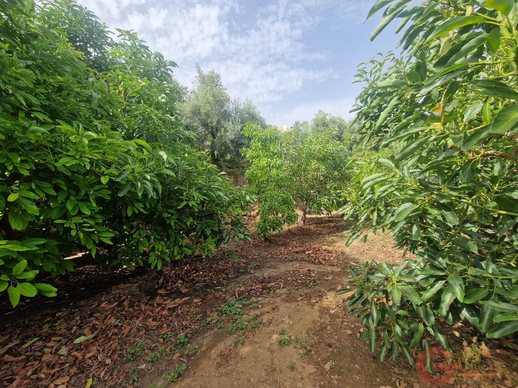 Venta de finca rústica en Lanjarón