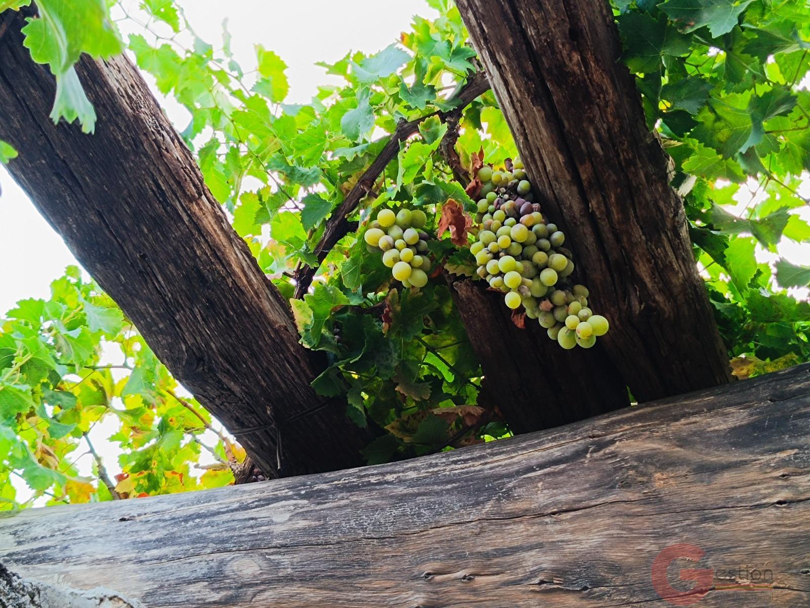 Venta de finca rústica en Lanjarón
