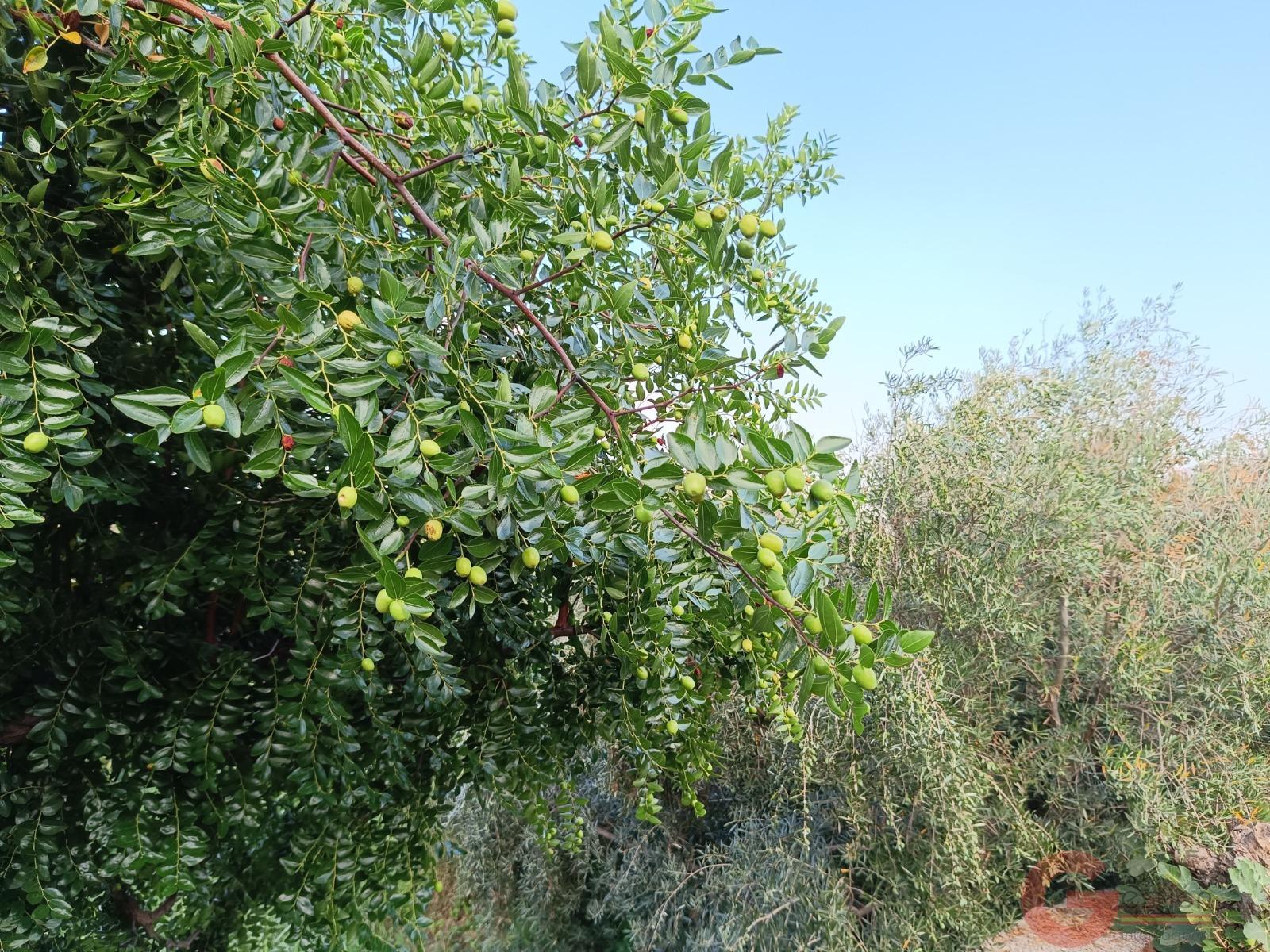 Venta de finca rústica en Lanjarón