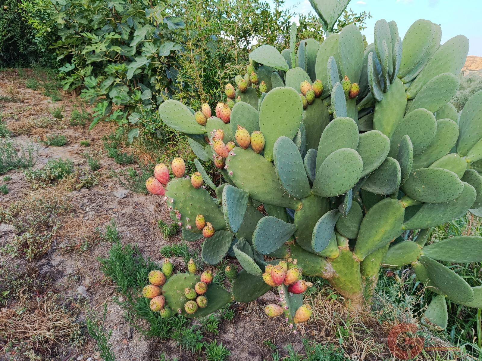 Venta de finca rústica en Lanjarón