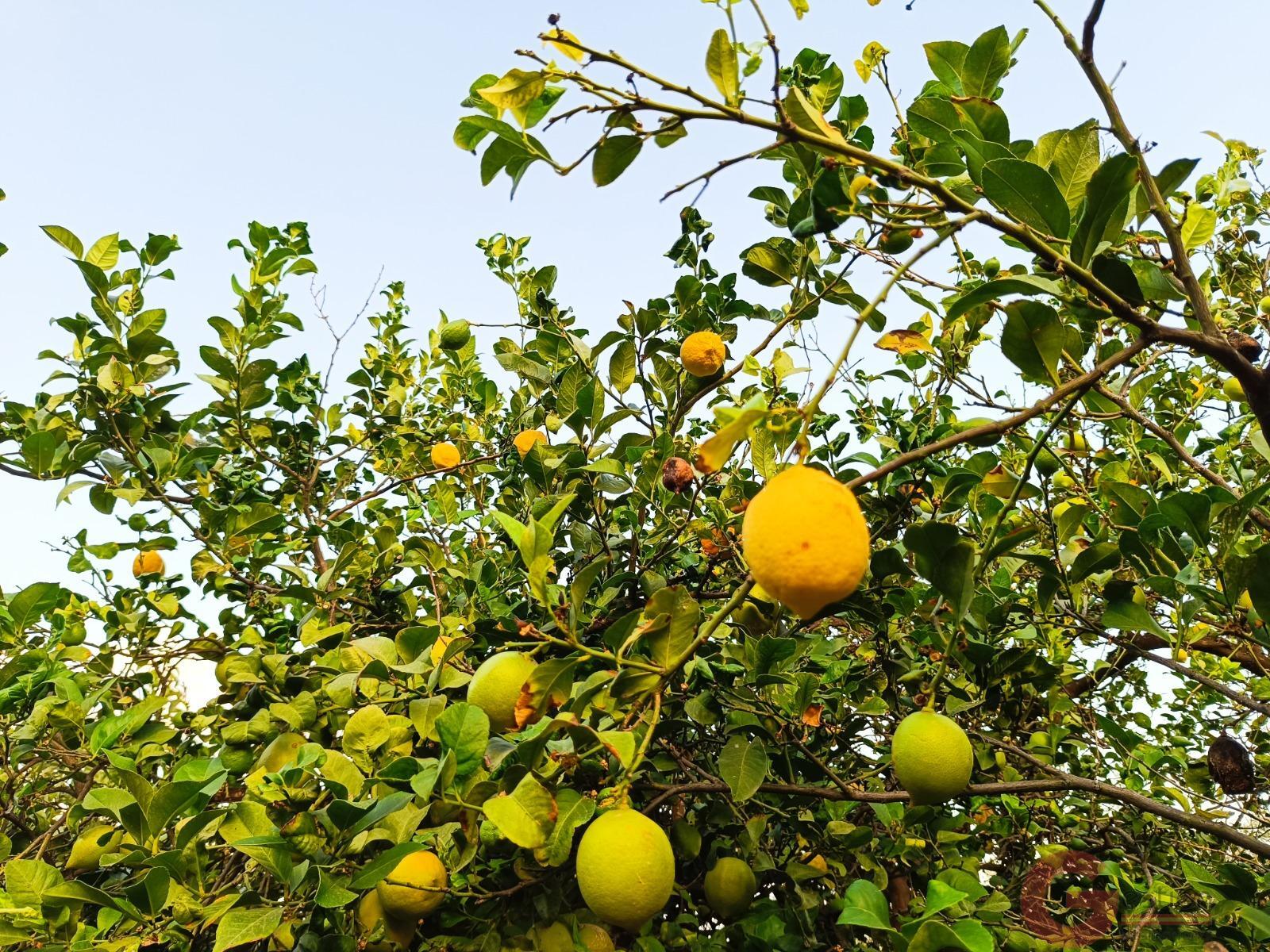 Venta de finca rústica en Lanjarón