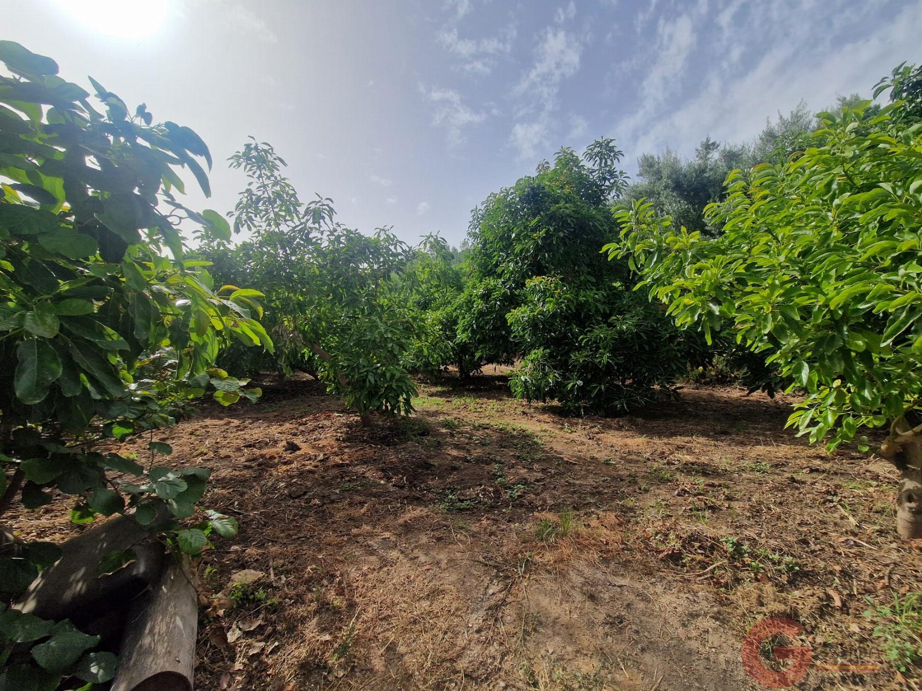 Venta de finca rústica en Lanjarón