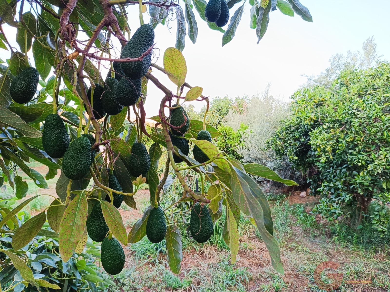 Venta de finca rústica en Lanjarón