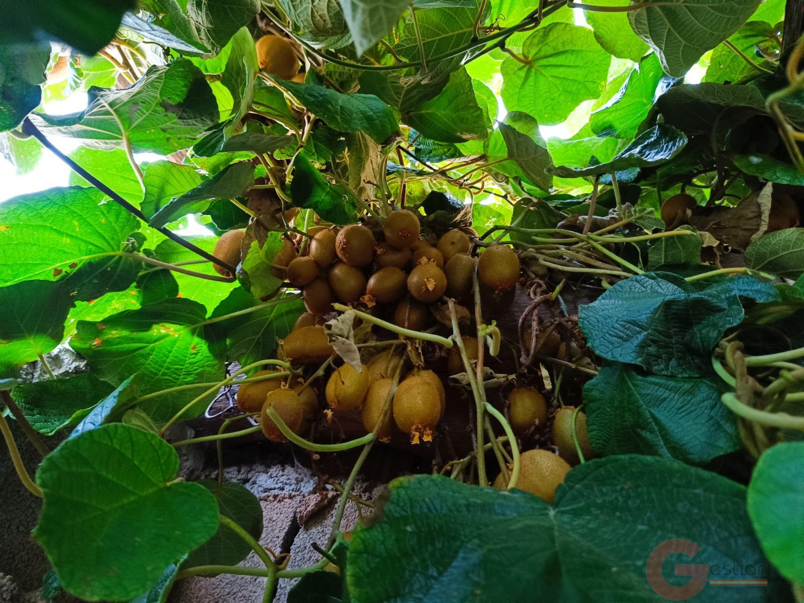 Venta de finca rústica en Lanjarón