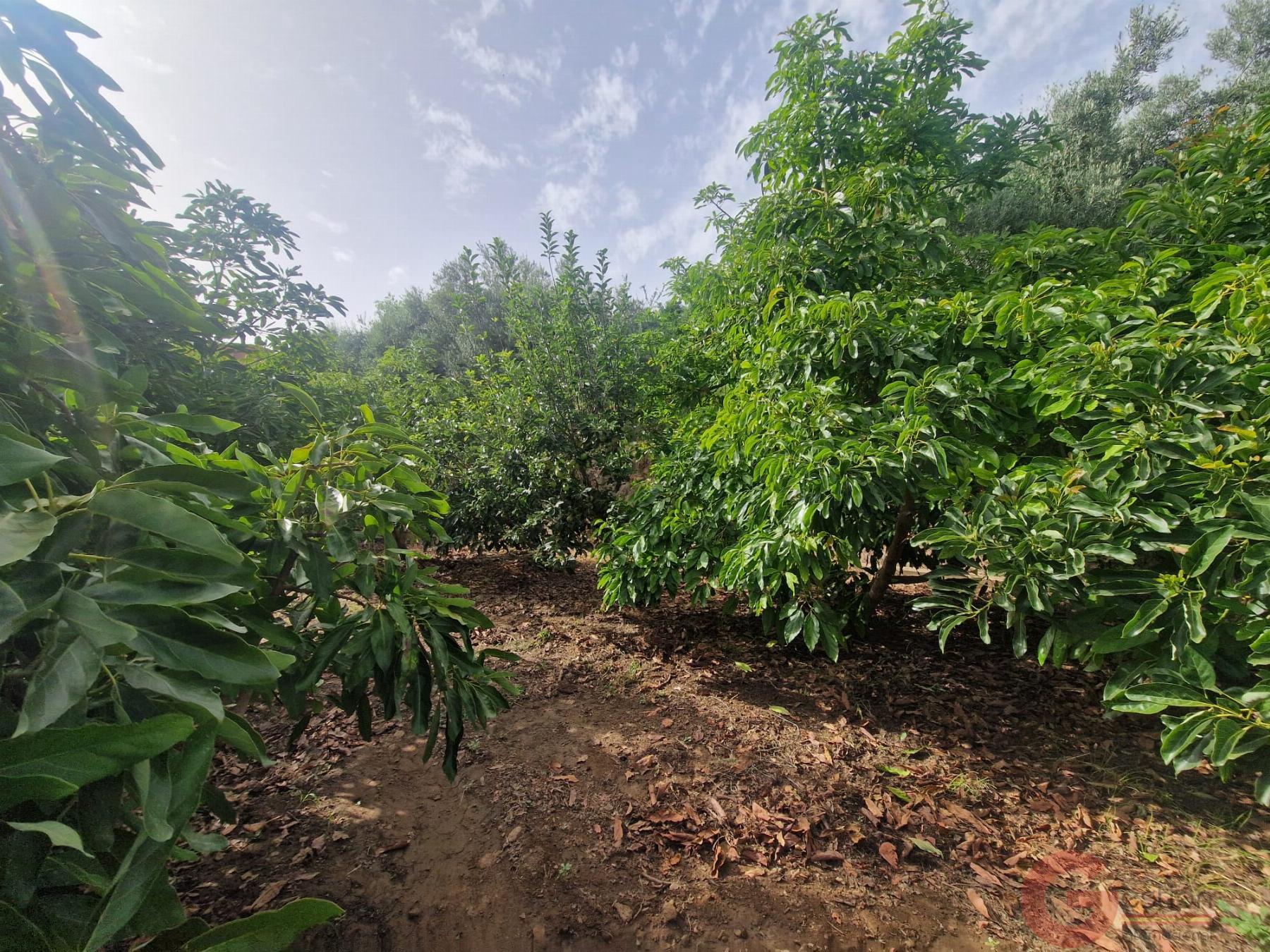 Venta de finca rústica en Lanjarón