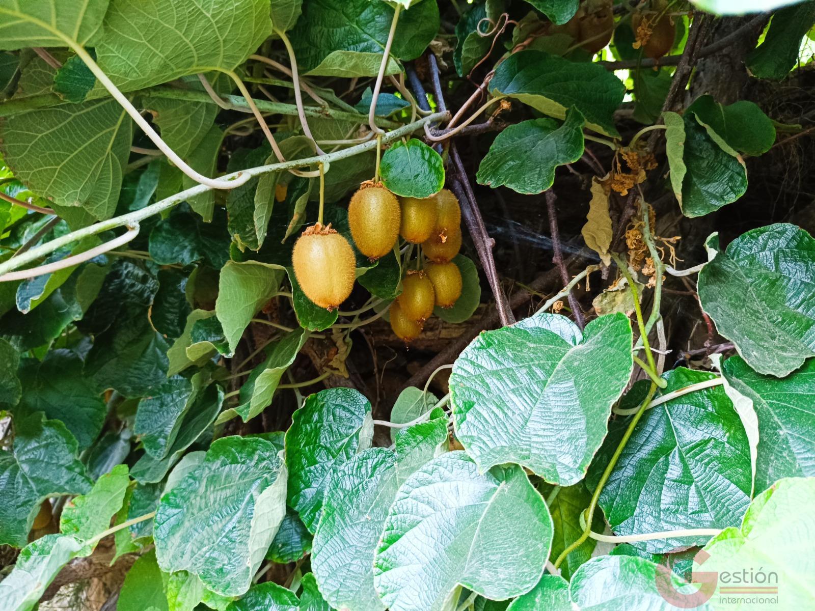 Venta de finca rústica en Lanjarón