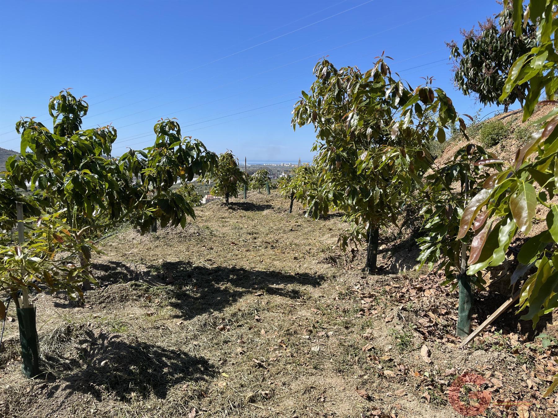 Venta de finca rústica en Lobres