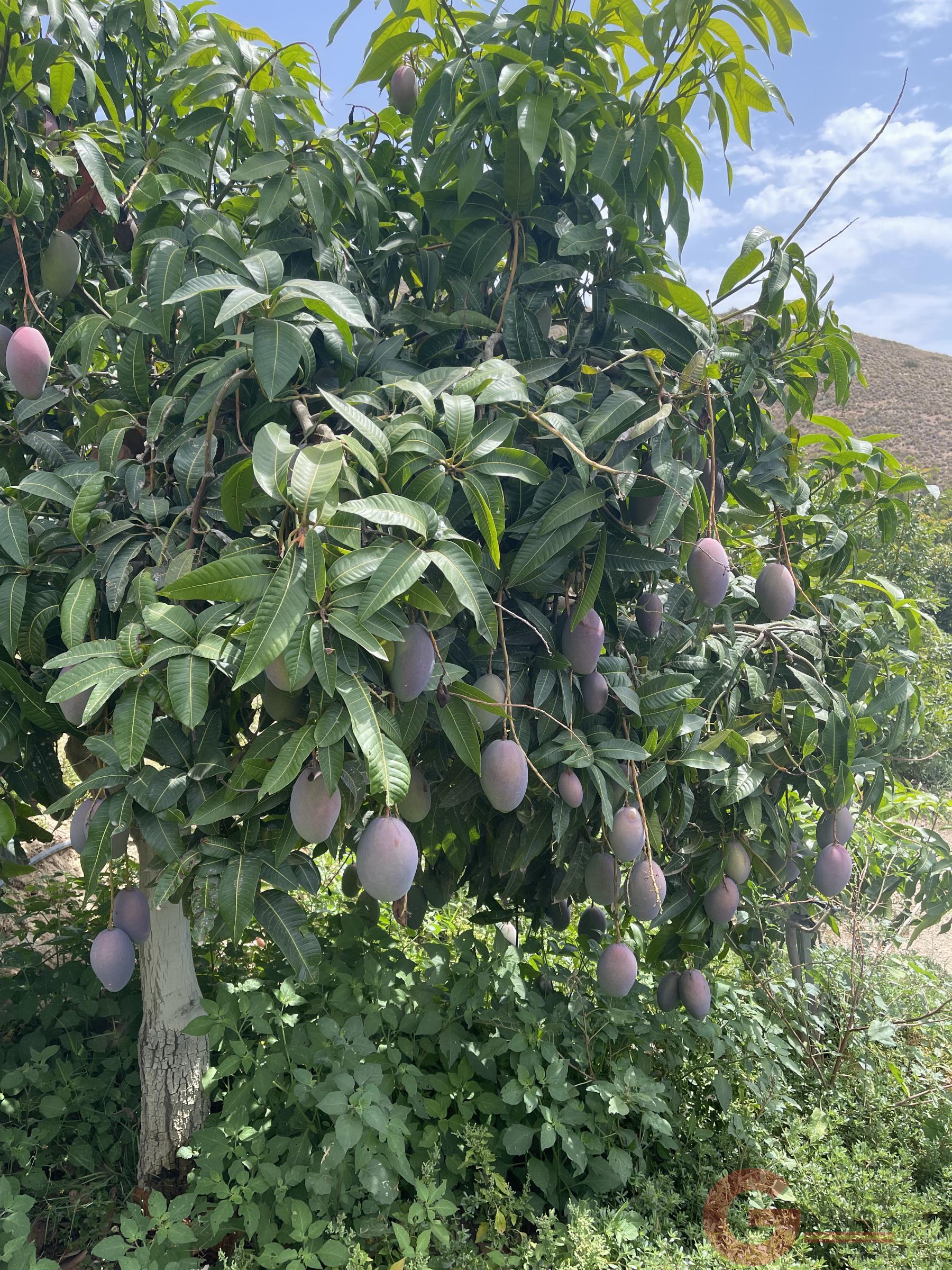 Venta de finca rústica en Lobres