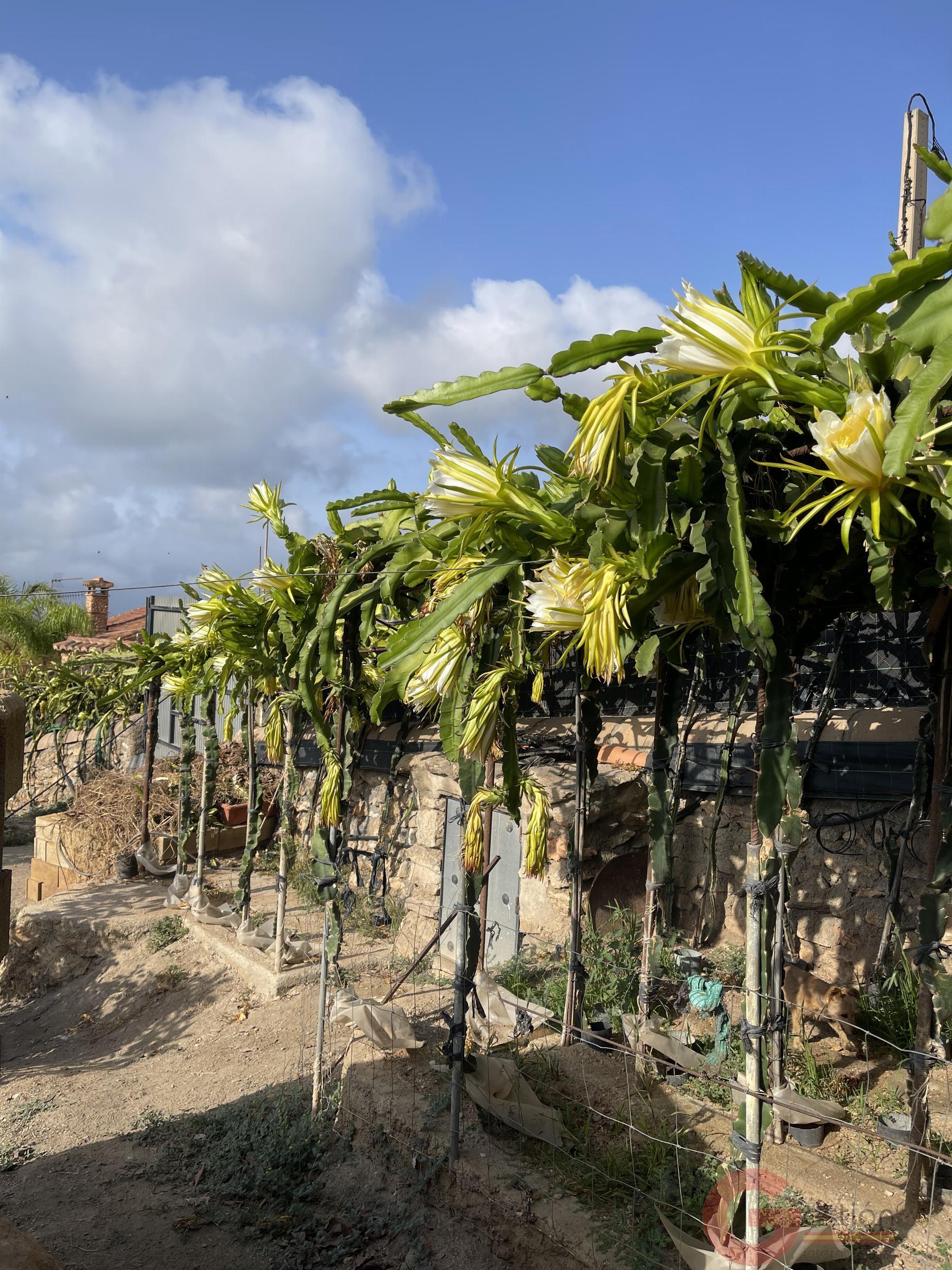 Venta de finca rústica en Lobres