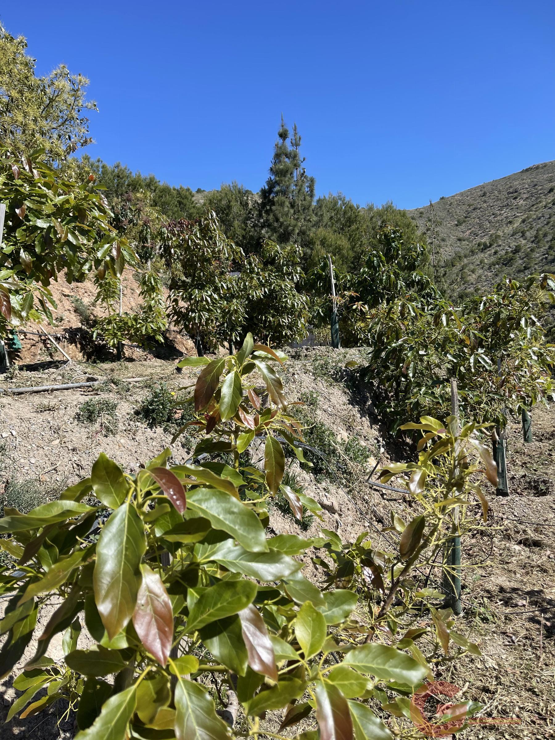 Venta de finca rústica en Lobres