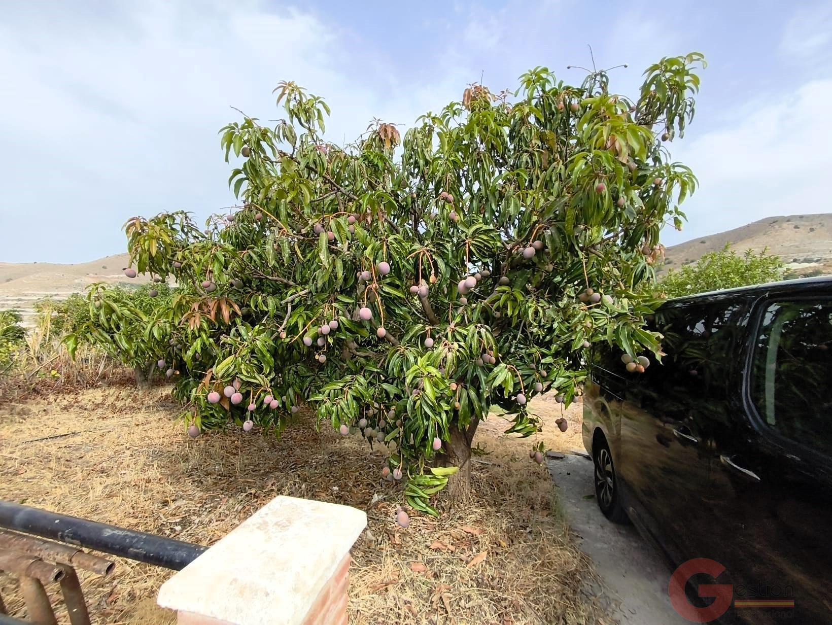 Venta de finca rústica en Carchuna