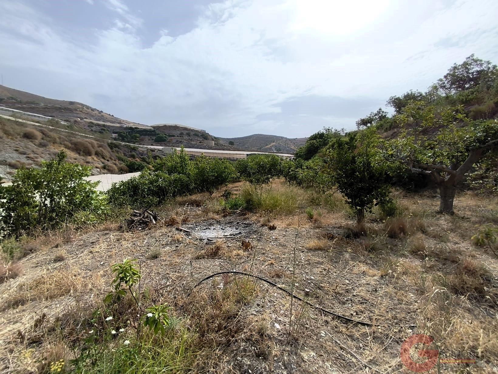 Venta de finca rústica en Carchuna