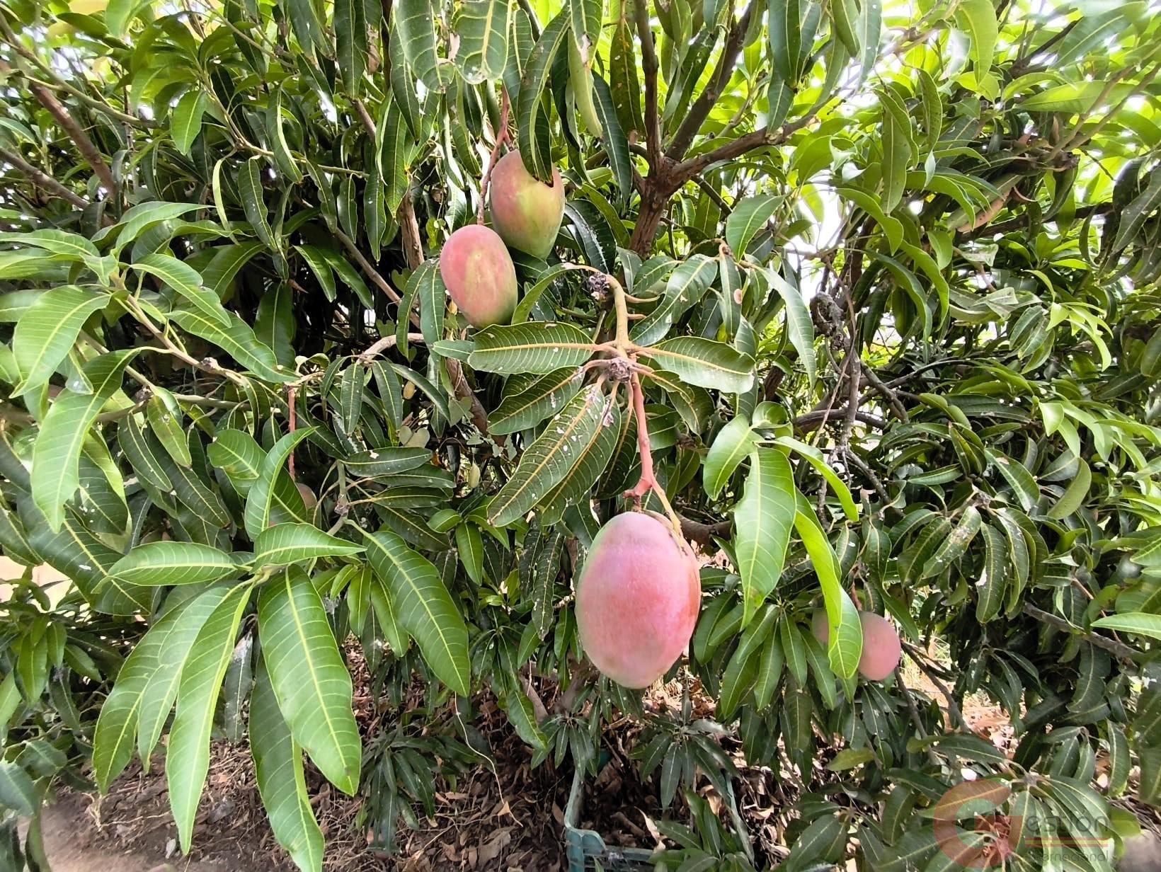 Venta de finca rústica en Carchuna