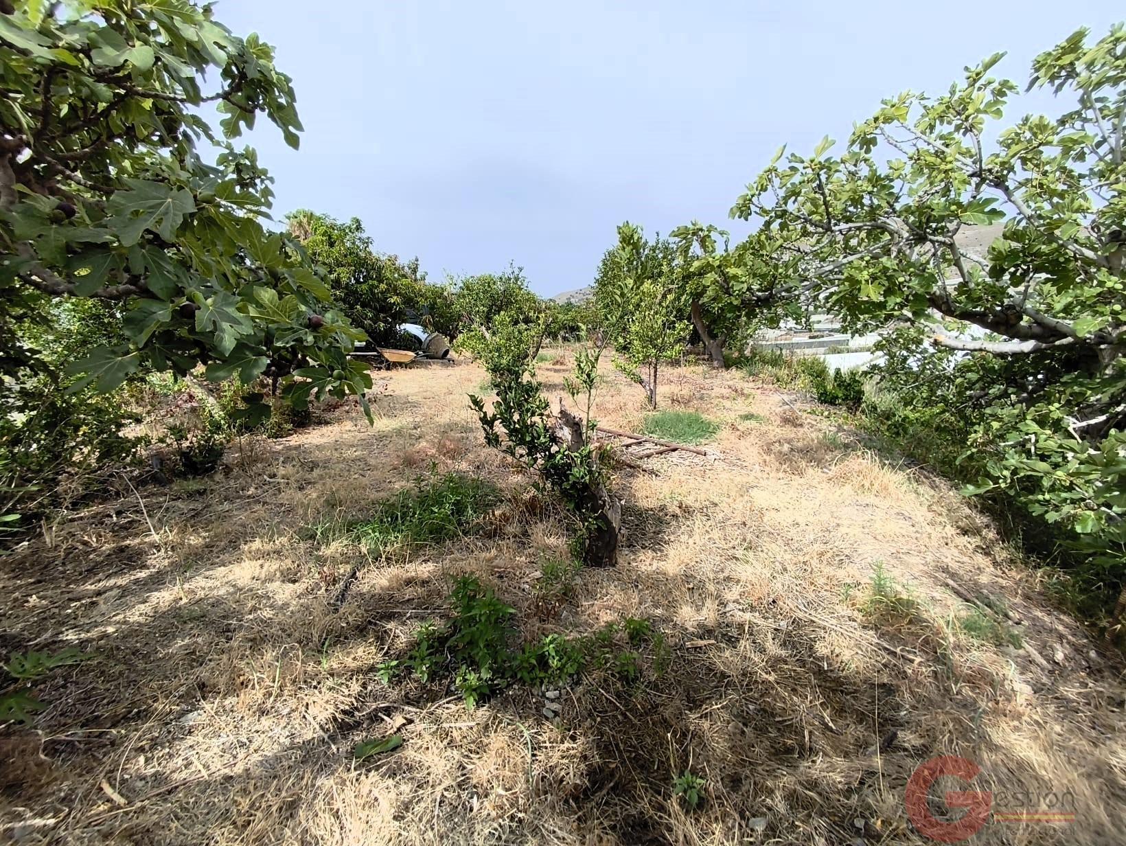 Venta de finca rústica en Carchuna