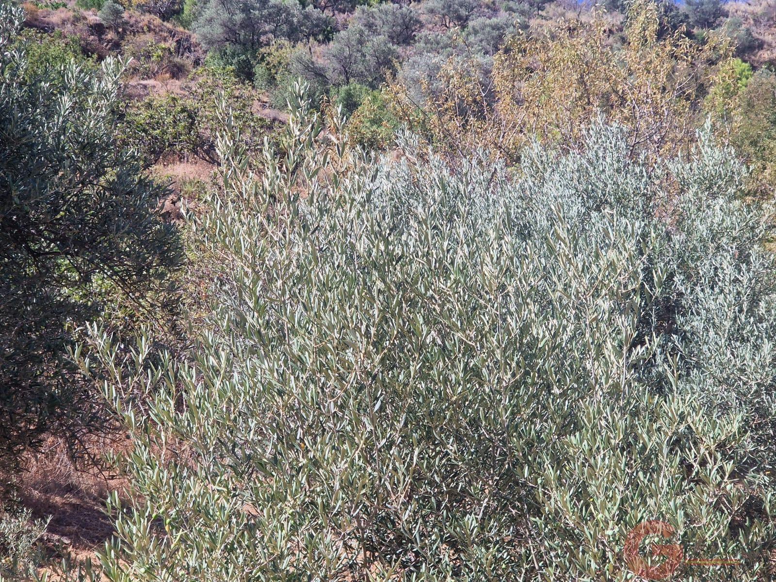 Venta de finca rústica en Itrabo