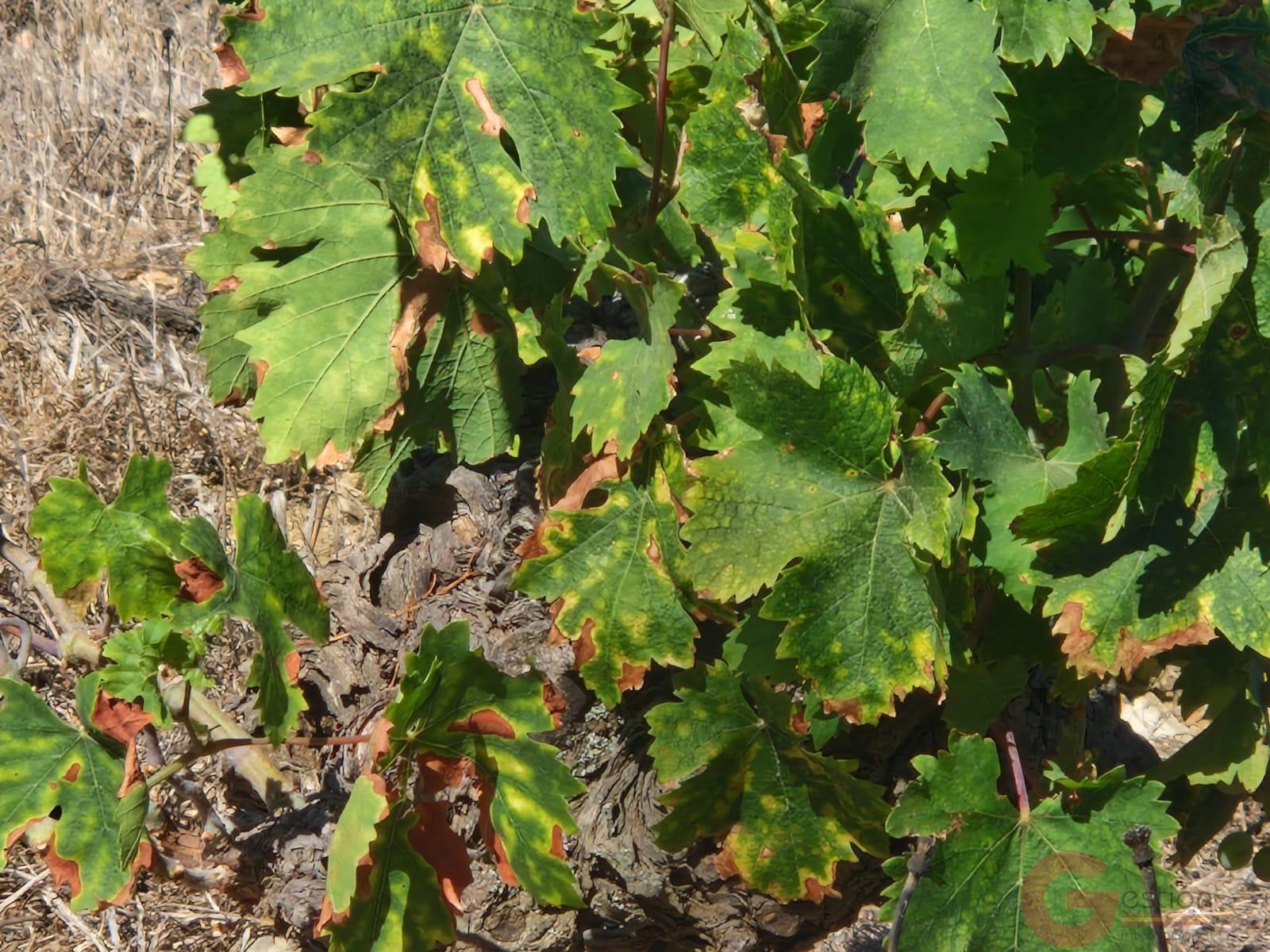 Venta de finca rústica en Itrabo