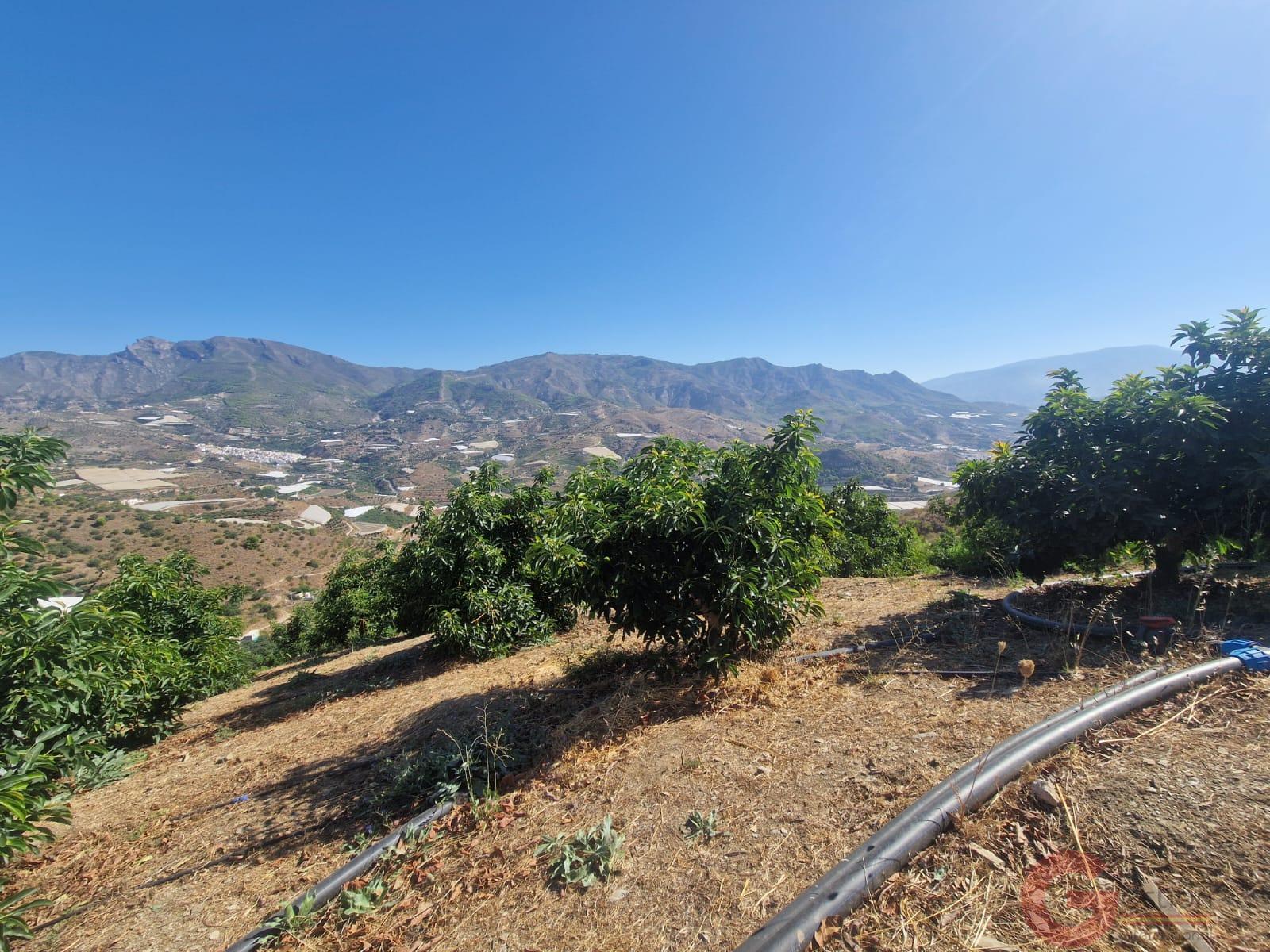 Venta de finca rústica en Itrabo