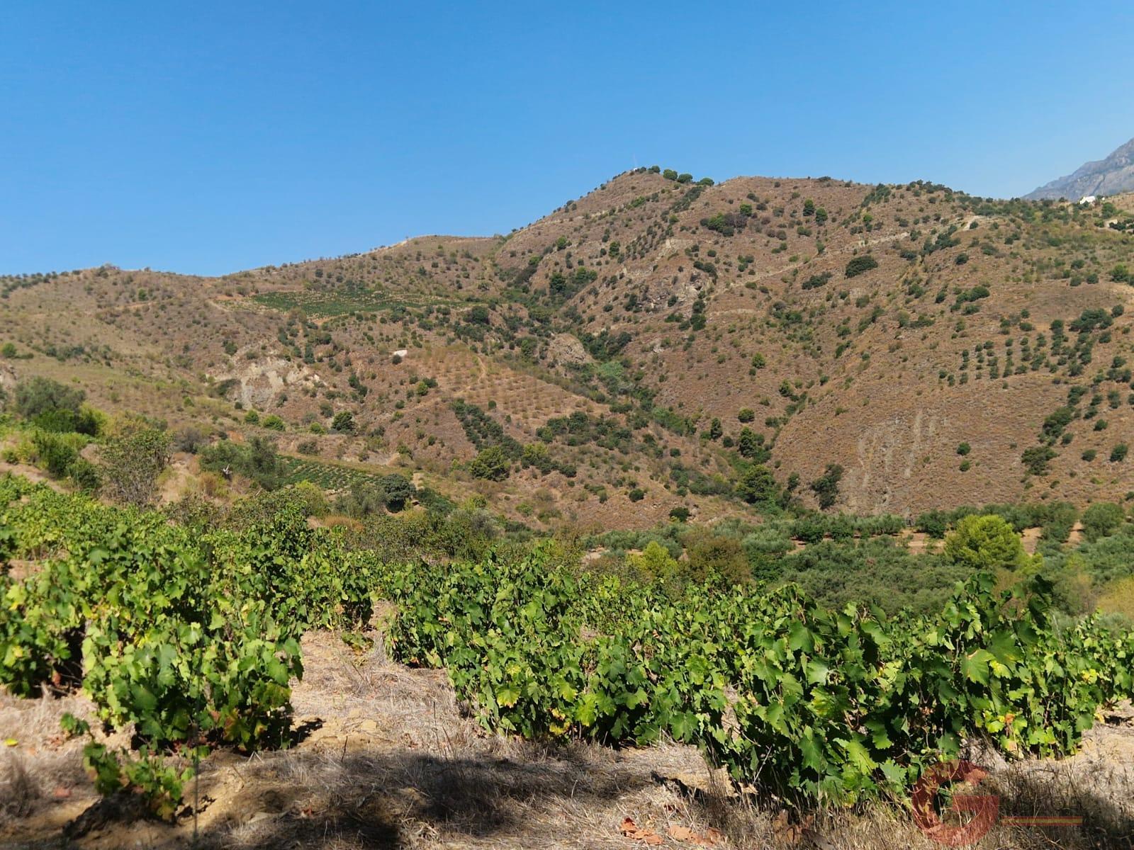 Venta de finca rústica en Itrabo