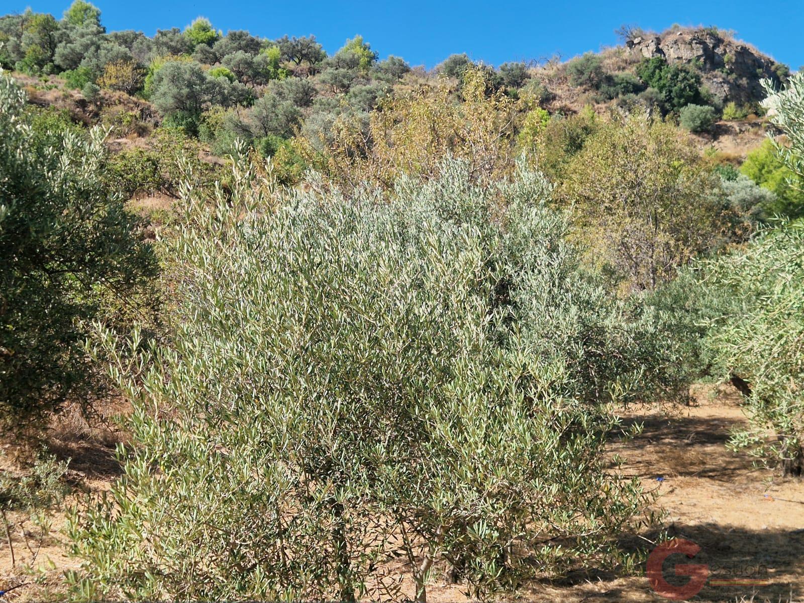 Venta de finca rústica en Itrabo