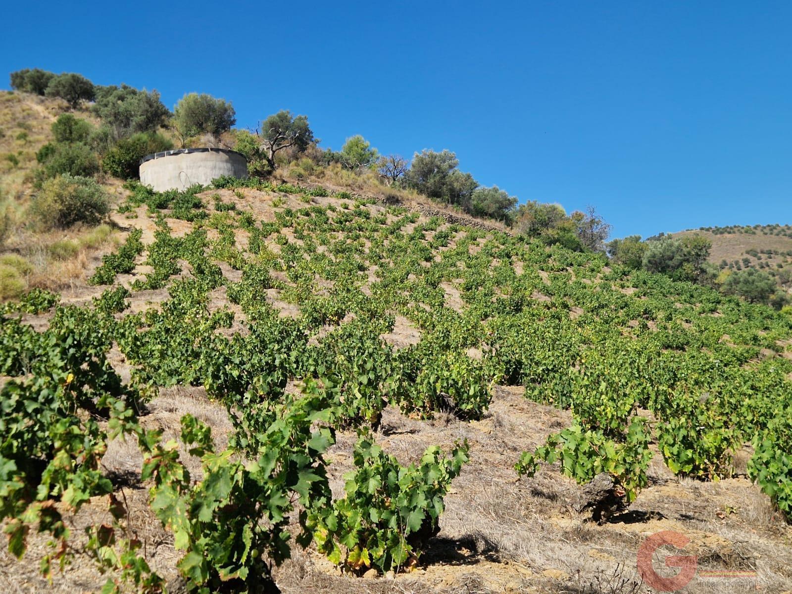 Venta de finca rústica en Itrabo