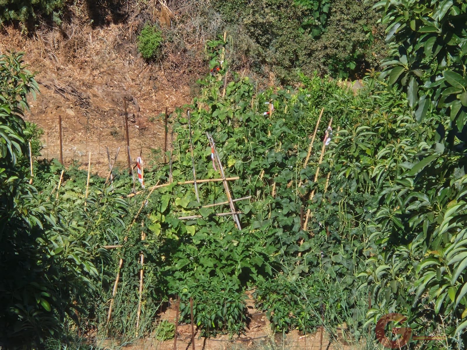 Venta de finca rústica en Itrabo