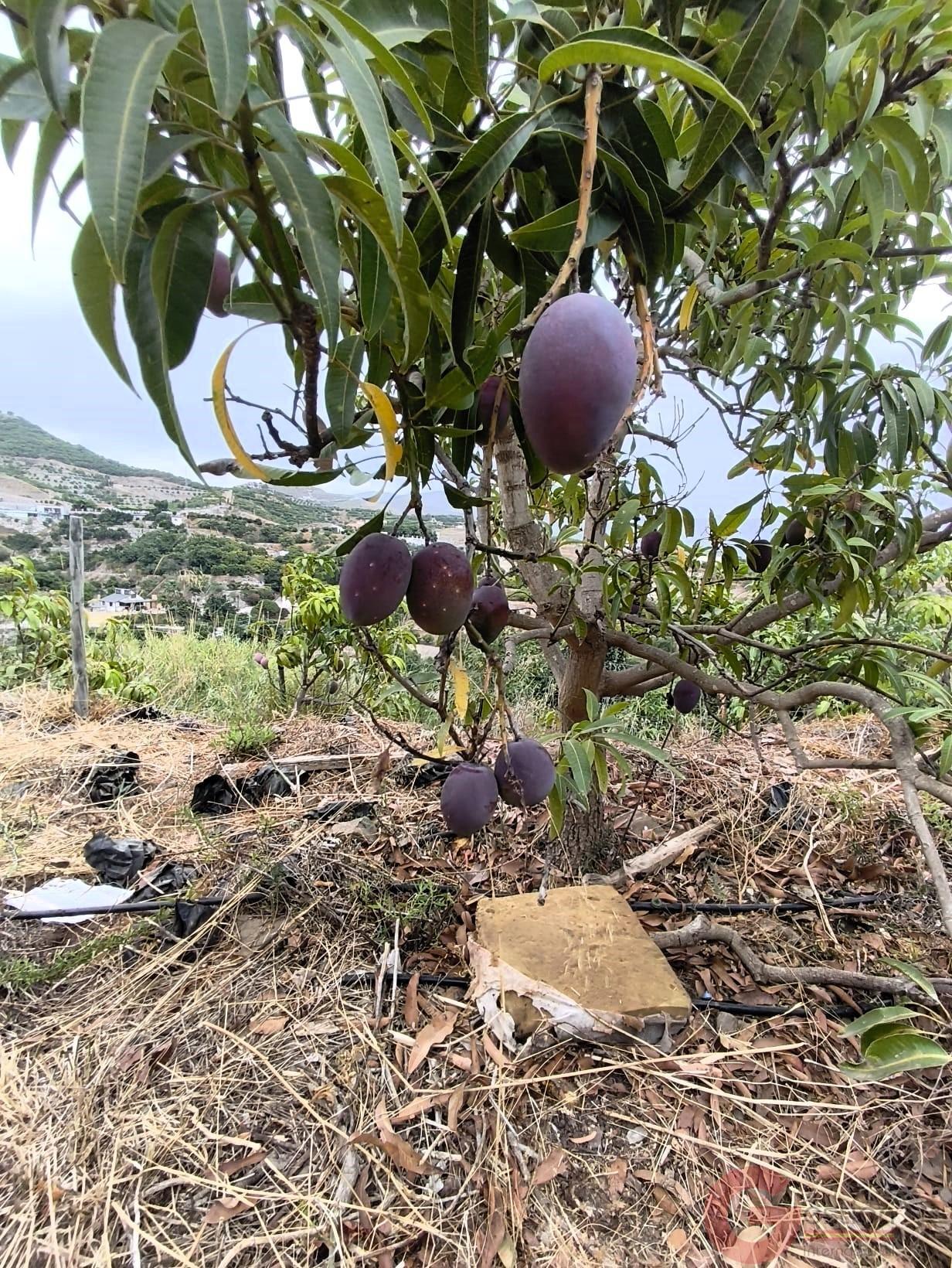 Venta de finca rústica en Motril