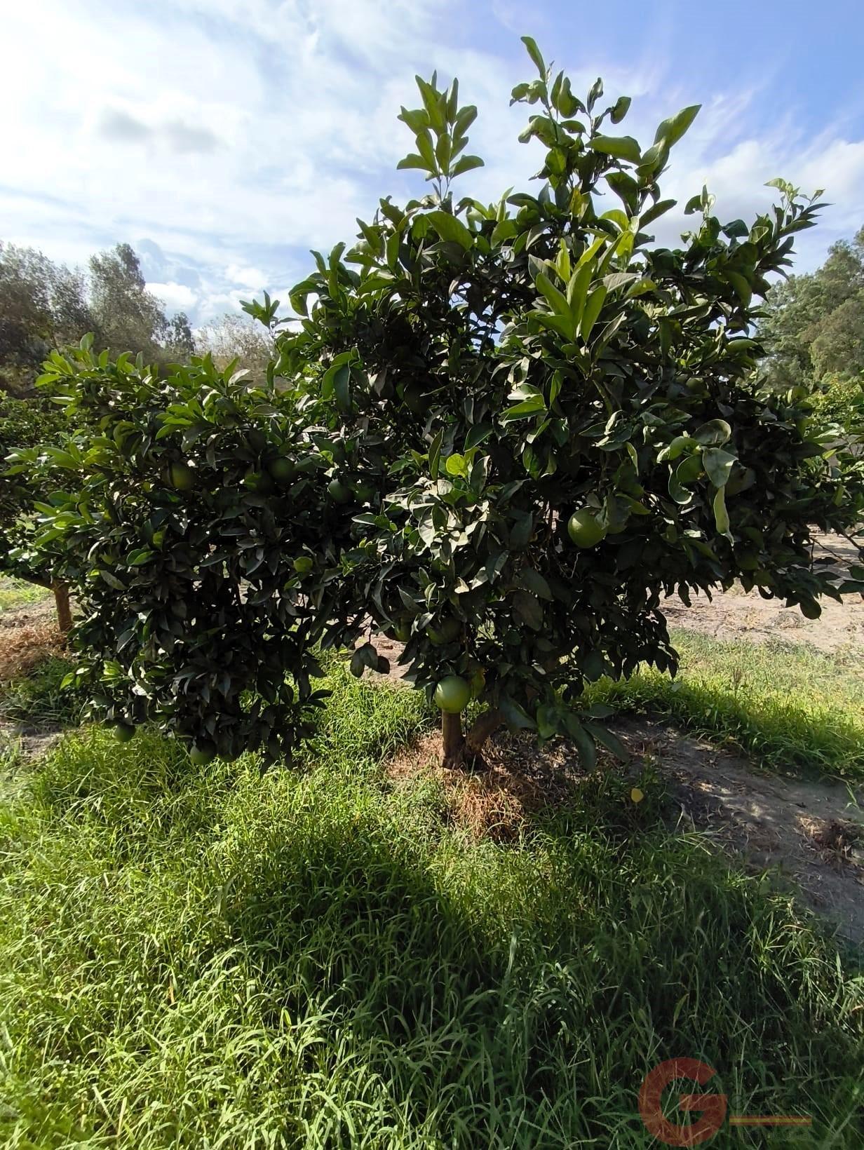 Venta de finca rústica en Vélez de Benaudalla