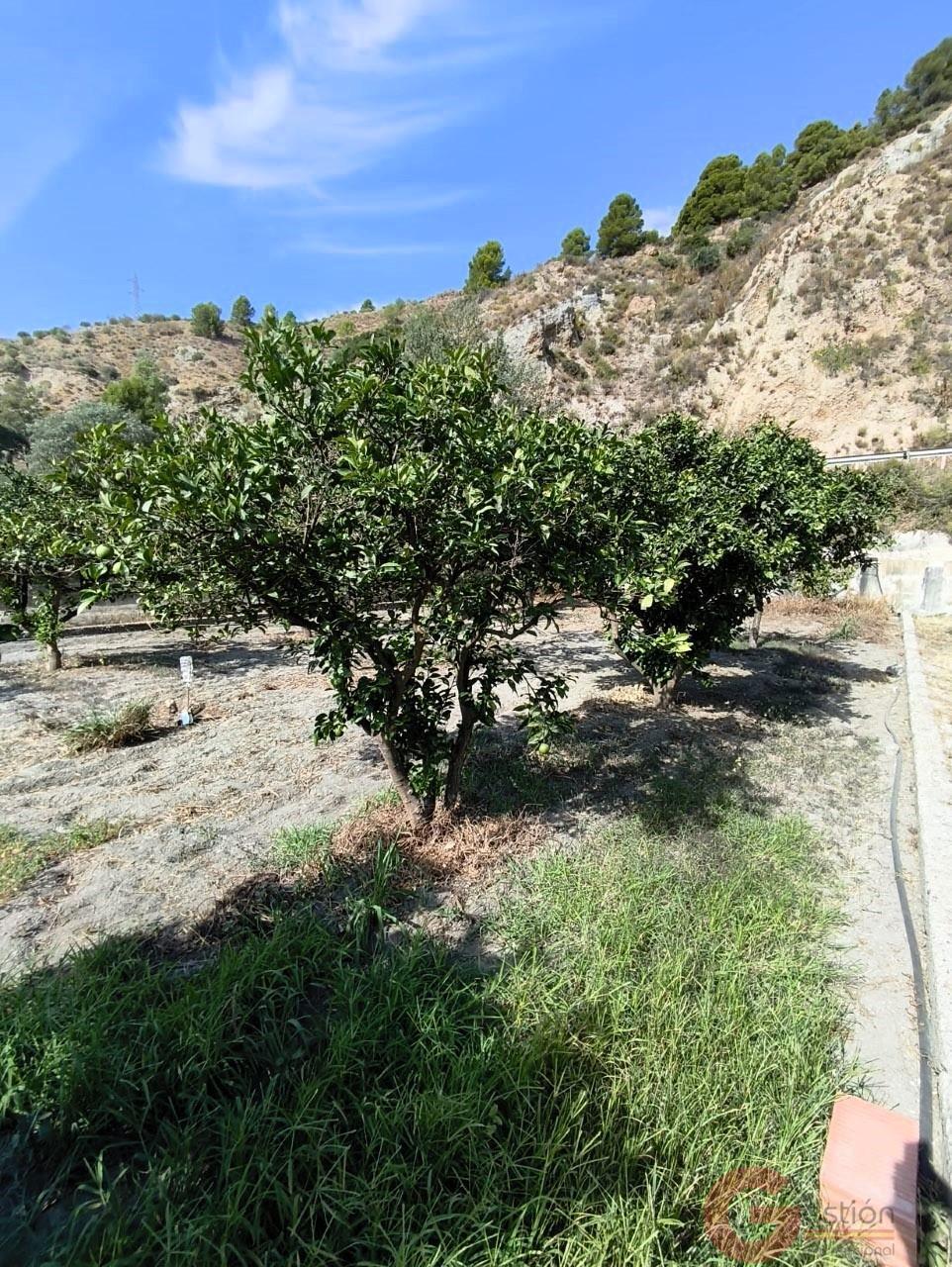 Venta de finca rústica en Vélez de Benaudalla