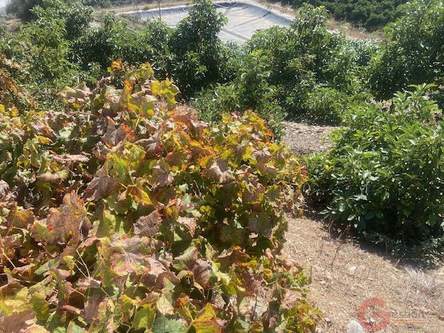 Venta de finca rústica en Algarrobo